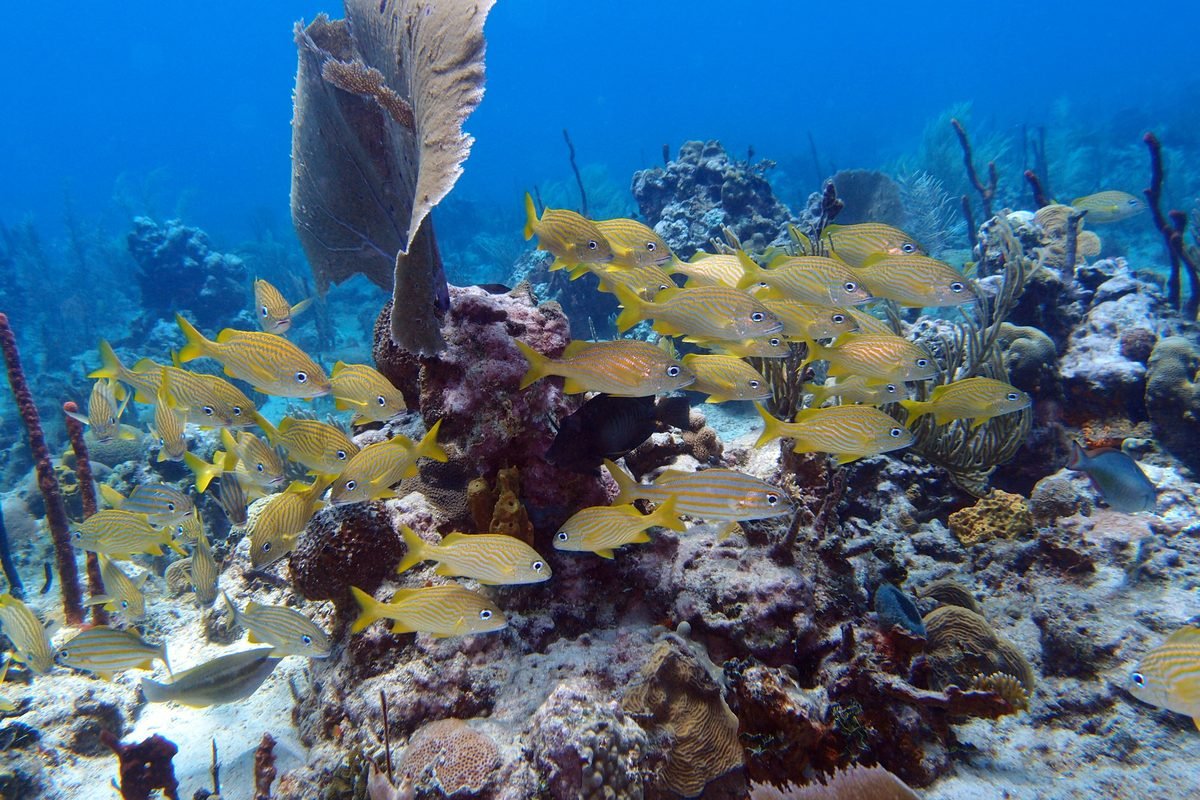 Cardumen de peces amarillos sobre un arrecife de coral en Isla Catalina