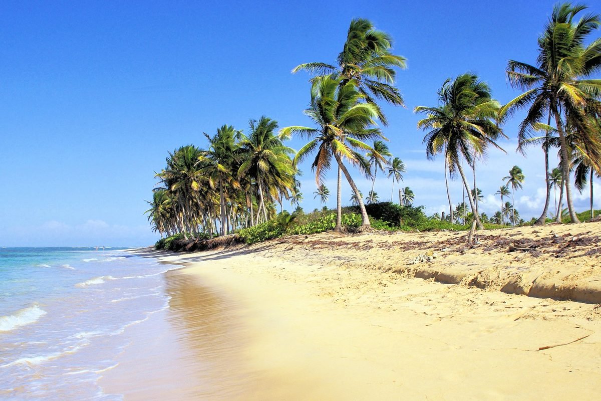Playa de Bávaro en Punta Cana con hileras de palmeras sobre arena blanca
